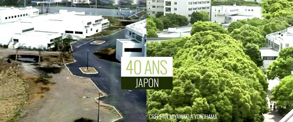 Plantée par Miyawaki à Yokohama